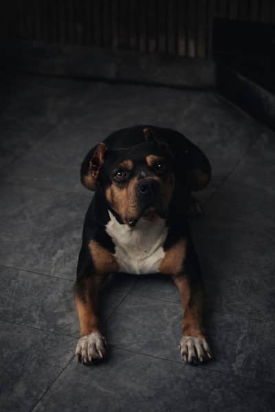 Tri color Male Pitbull