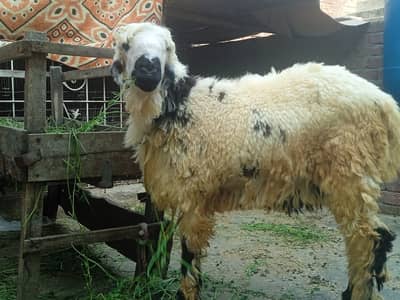 mundra for sale / chatra for qurbani