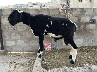 Dumba Khara Breed. Age. 12 months