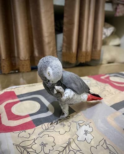 Handtame african grey for sale!