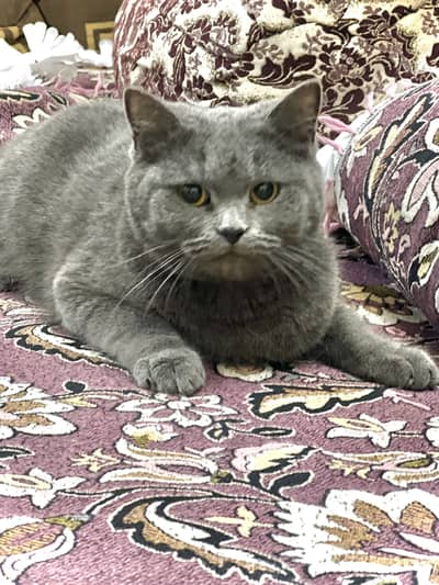 BRITISH SHORT HAIR FEMALE AVAILABLE