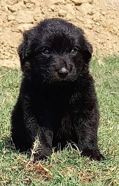 black German Shepherddog male for sale 2 man bade kad