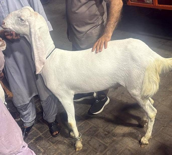 Bakra khassi 0