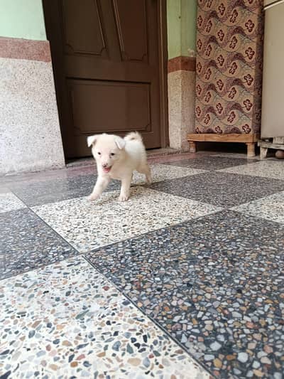 good  breed white puppy‍