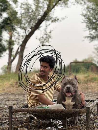 Pure bolly