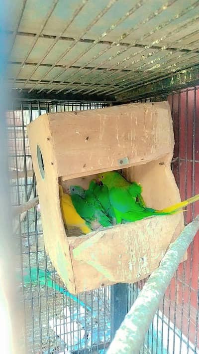 Green parrot chicks / parrots baby