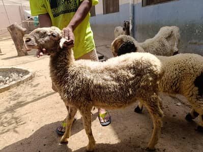Sheep
