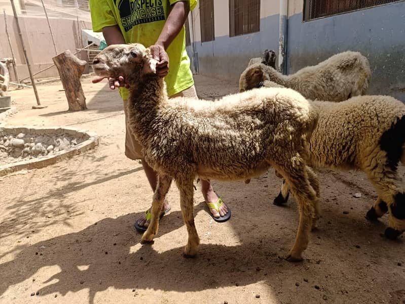 Sheep 1