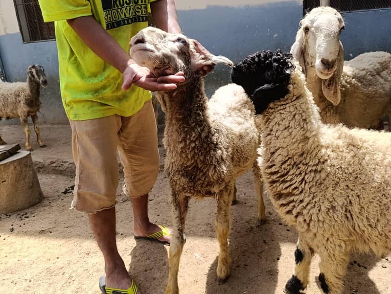 Sheep 2