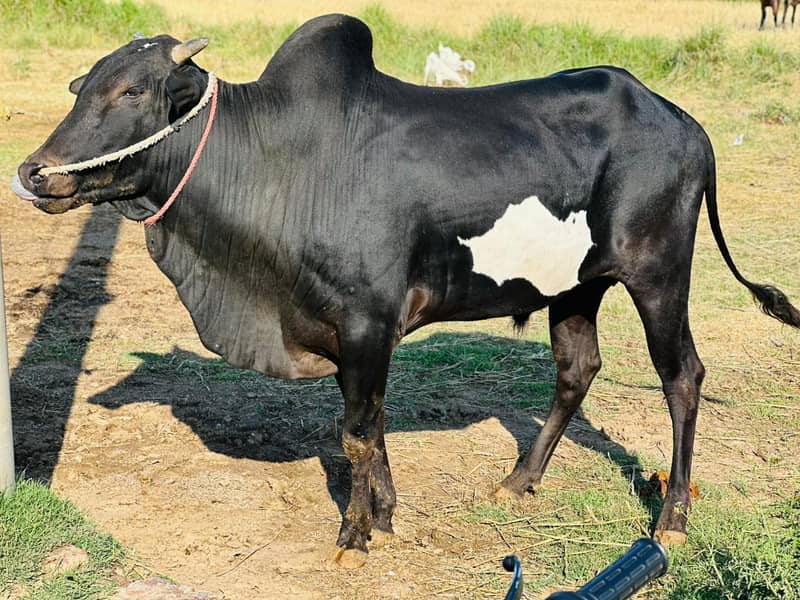 bulls 5