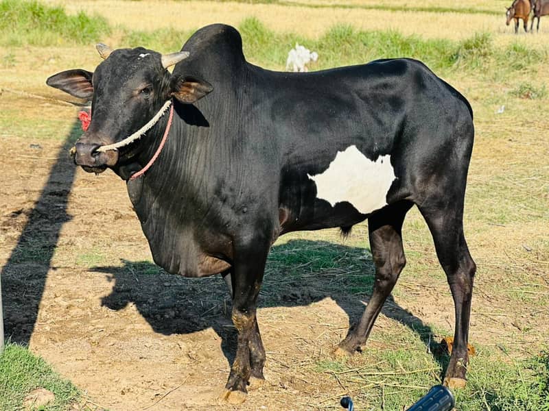 bulls 6