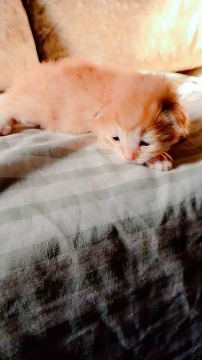 Persian kitten black and brown