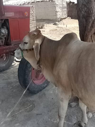 Bull for sell