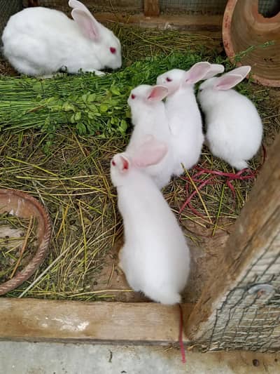 rabbit red eyes bunnies