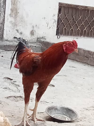kala navab Pakistani Aseel