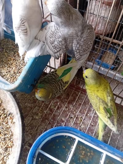 Australian parrot +love birds paty +pair  finch  bajiz