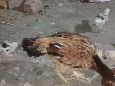 aseel check and hen for sale