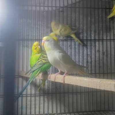 Australia parrot budgie available healthy active piece