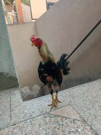 Desi sale pair
