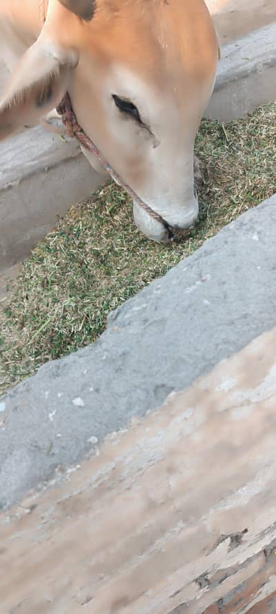 Bull for Qurbani
