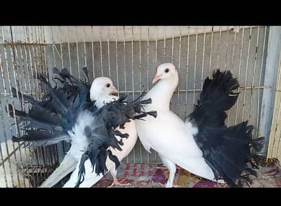 black tail chick pair for sale