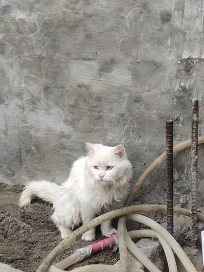 Khubsurat Persian male cat