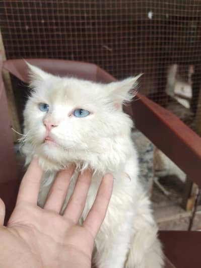 Khubsurat Persian male cat
