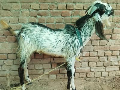 Khoobsurat aur Active Bakra for Sale