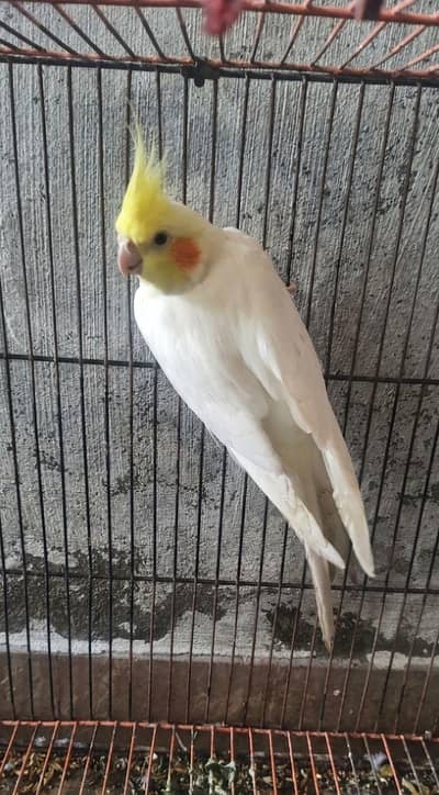 Cockatiel Males