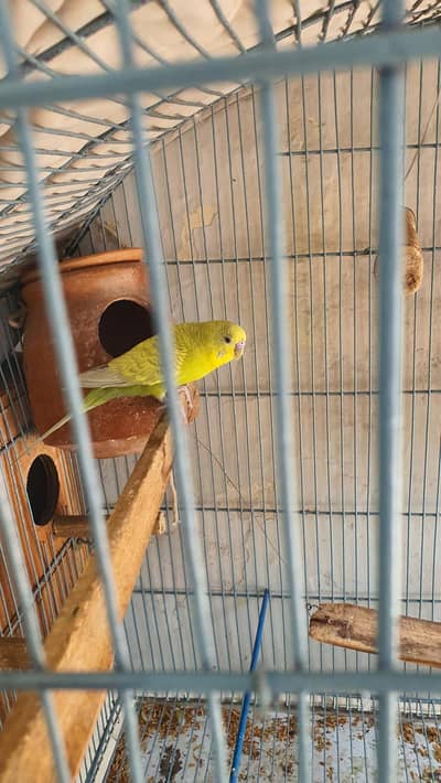 australian parrots