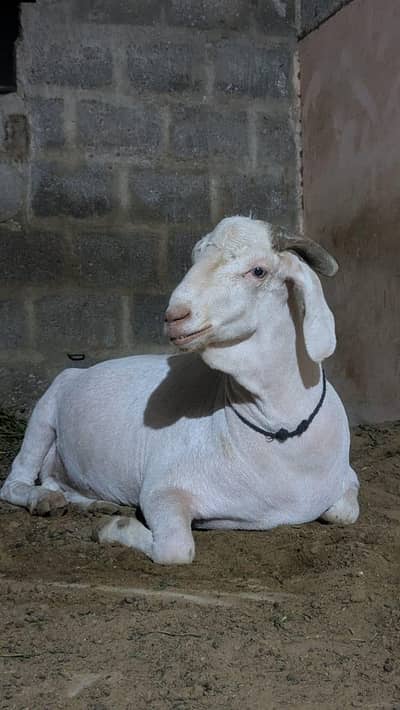 For sell