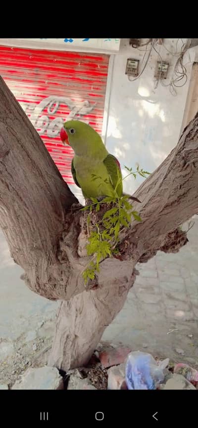 Raw parrot