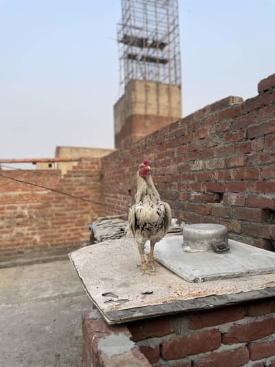 Aseel mianwali kana murga sasta murga
