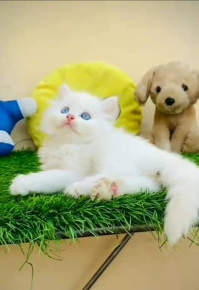 Persian cat triple cod for sale,my WhatsApp 03265565734