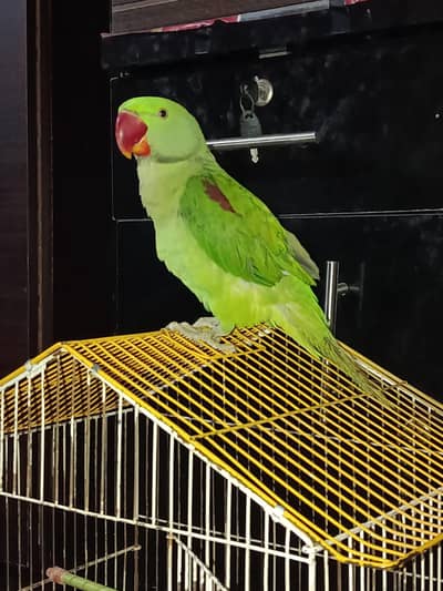 Raw Parrot Chick
