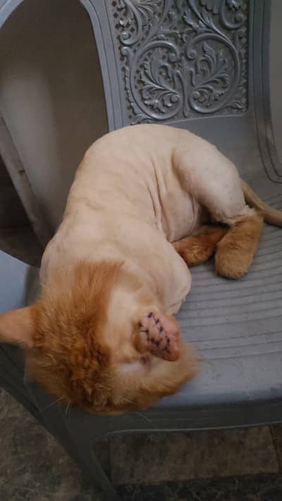Punch face double coded male Cat 03114223734
