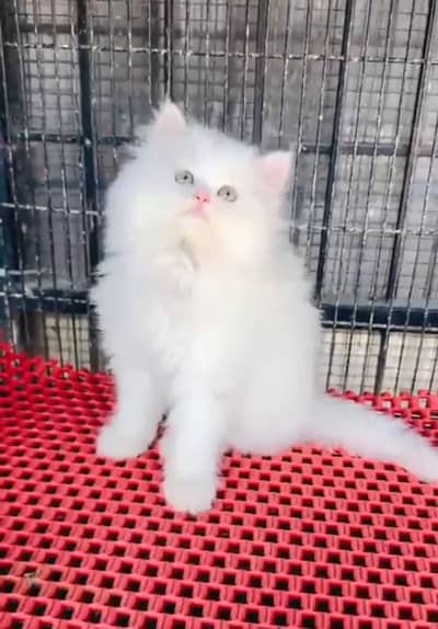 Persian cat triple cod for sale,my WhatsApp 03205959094
