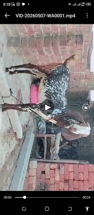2 bakray for sale Eid ek donda ek 4 dant normal height