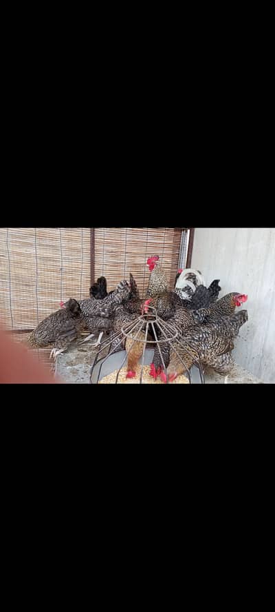 Hens for sale