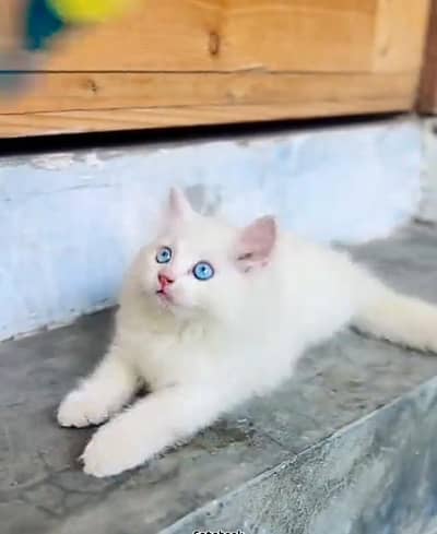 Persian cat triple cod for sale,my WhatsApp 03265565734