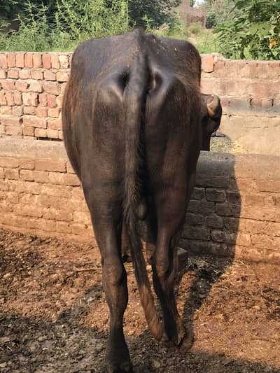 qurbani janwar/Katta/Bachri/qurbani 2026