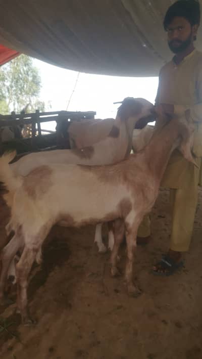 2 dant bakry desi qurbani