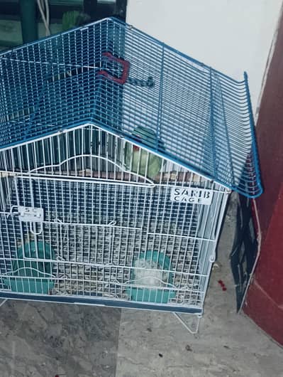 Quality tame raw parrot