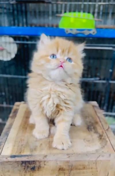 Persian cat triple cod for sale,my WhatsApp 03265565734