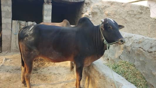 Eid special tand