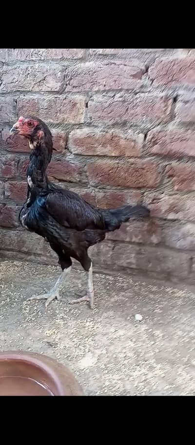 Pure Thai pakoya Breeder Female