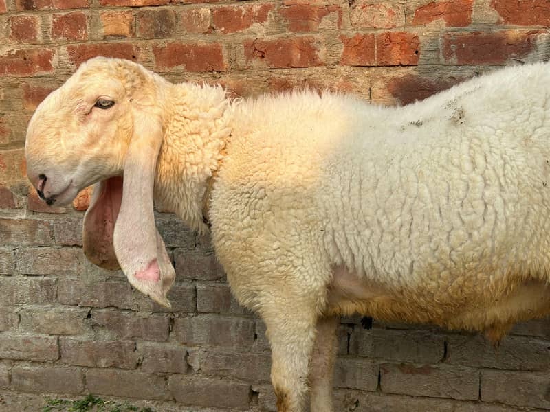 Sheeps 0