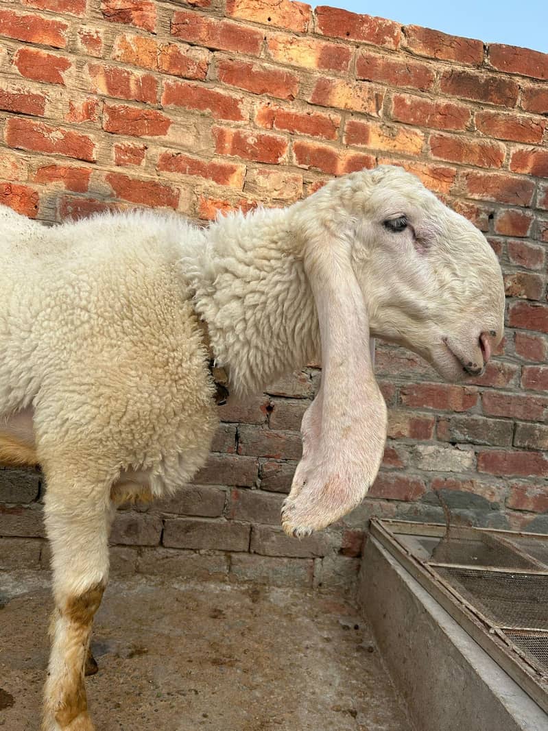 Sheeps 1