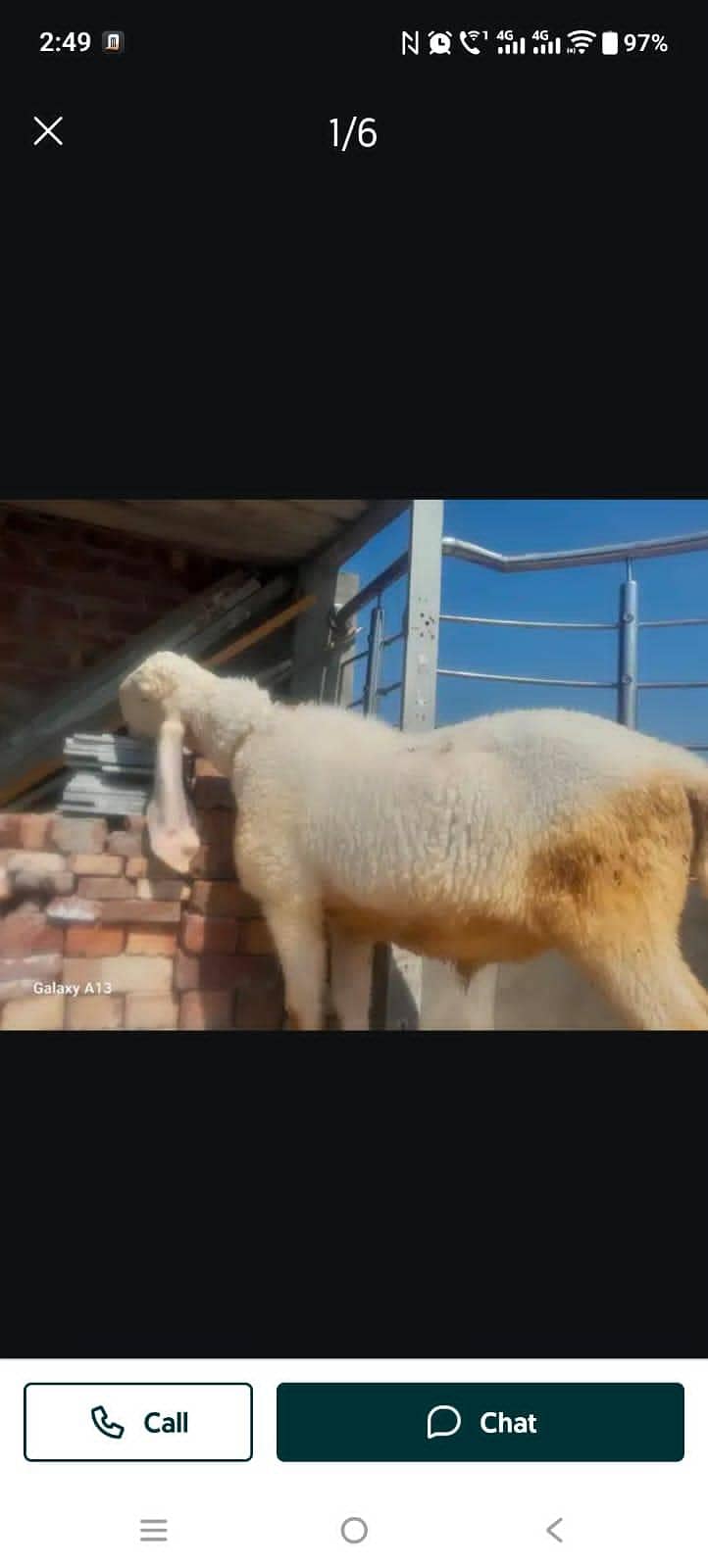 Sheeps 2