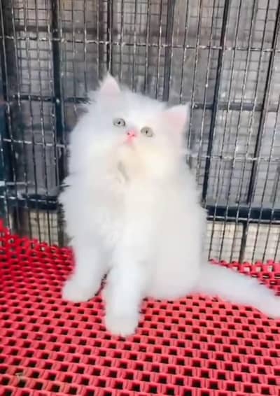 Persian cat triple cod for sale,my WhatsApp 03205959094